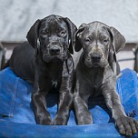 Deutsche Doggen Welpen