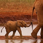 Safari in Kenia